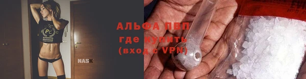 сатива Беломорск
